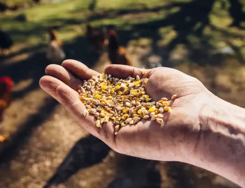 Come scegliere i migliori mangimi
