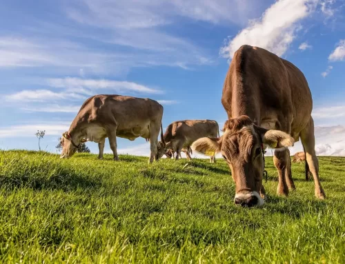 Innovazione nell’agricoltura moderna con DeLaval